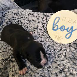 Boy 2 - White male Boxer puppy in Lakeland, Florida from Cote's Boxers