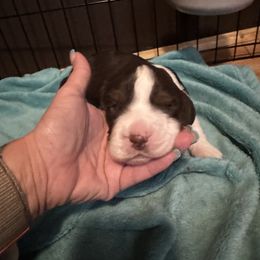 Girl 1 - Liver white and tan female English Springer Spaniel puppy in Lufkin, Texas from Shifletknights Springer Spaniels