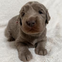 August - female Long Haired Weimaraner puppy in Blanchardville, Wisconsin from Northern Bluegrass Weimaraners
