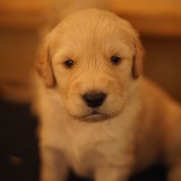 Goldendoodle, Golden Retriever, and Sheepadoodle Puppies from Guppy Puppies
