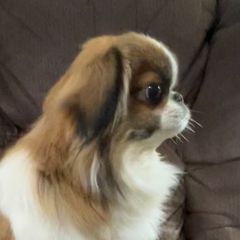 Gizmo - Japanese Chin