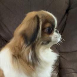 Gizmo - Japanese Chin
