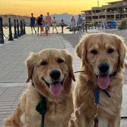Golden Retrievers from Kim's Golden Retrievers