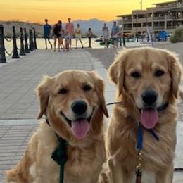 Golden Retrievers from Kim's Golden Retrievers