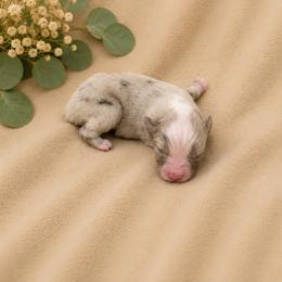 Snapdragon - Blue merle male Toy Australian Shepherd puppy in Oroville, California from Diamond Arrow Aussies