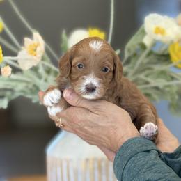 Brenda - Red  female Goldendoodle puppy in Yuciapa, California from AlltheDoodlez_