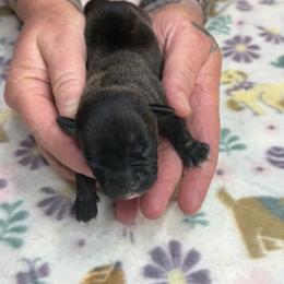 Female 1 - Brindle female Staffordshire Bull Terrier puppy in Lakeland, Florida from English Creek Staffords