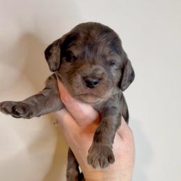 Midnight - Merle male Cavapoo puppy in Grand Blanc, Michigan from Halsey Poodles and Doodles