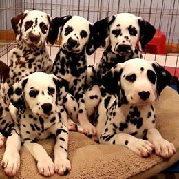 Dalmatian Puppies from Paisley