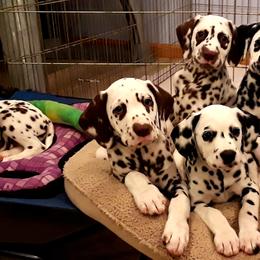 Dalmatian Puppies from Paisley
