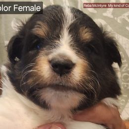 Shetland Sheepdog Puppies from Country Acres Shetland Sheepdogs