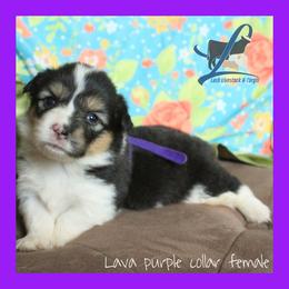 Purple Female - Black and tan female Pembroke Welsh Corgi puppy in Wayne City, Illinois from Lash Livestock & Corgis