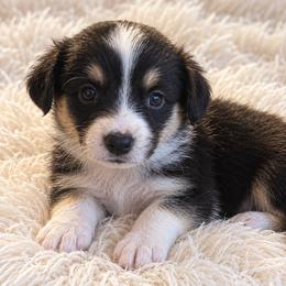 Reba - Black and white female Cardigan Welsh Corgi puppy in Kerens, West Virginia from Leather & Lace
