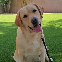 Labrador Retrievers from Daisy Mountain Labs