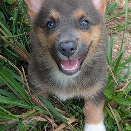 Boy 2 - Blue male Pembroke Welsh Corgi puppy in Lufkin, Texas from Wartooth Cowdogs