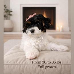 Sophie - Brown and white female Sheepadoodle puppy in Spanish Fork, Utah from Maplesierradoodles