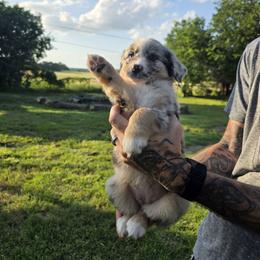 Scarlett - Blue merle female Miniature Australian Shepherd puppy in Copperas Cove, Texas from Hidden Leaf Aussies