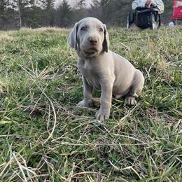 Weimaraner puppies from Pups and Pastures- Weimaraners