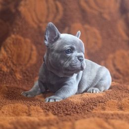 Purple Collar Girl - Blue female French Bulldog puppy in Burleson, Texas from Diamond Deluxx Frenchies