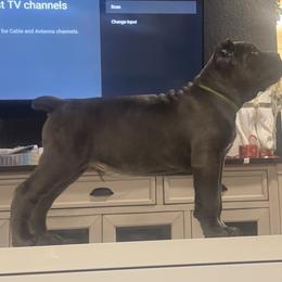 Green collar - Gray brindle male Cane Corso puppy in Fairfield, California from Royal Class Kennels