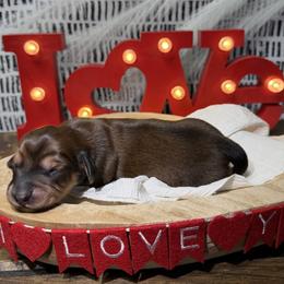Girl 2. Shaded red - Red female Dachshund puppy in Bald Knob, Arkansas from Victoria’s Dachshunds