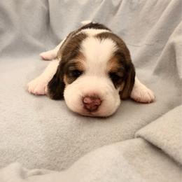 White Collar- Boy- Brownie - Black white and tan male Beagle puppy in Las Vegas, Nevada from Hound Kings