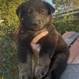 Bear - Black and tan male German Shepherd puppy in Whitewater, California from Vom Haus Metzler Shepherds