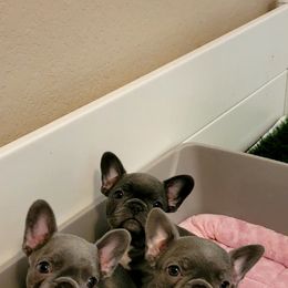 French Bulldog Puppies from Charles Frenchies