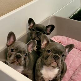 French Bulldog Puppies from Charles Frenchies