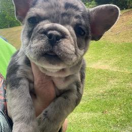 Wendy - Blue fawn female French Bulldog puppy in Seneca, South Carolina from Burrell’s Bulldog Kingdom