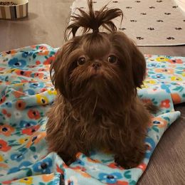 Bear - Shih Tzu