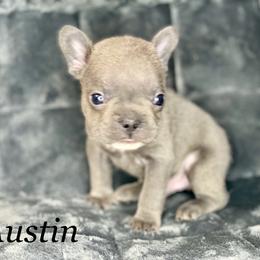 French Bulldog Puppies from Fabled Frenchies