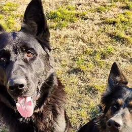 German Shepherds from Ehtesham Syed's German Shepherds