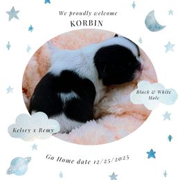 Korbin - Black and white male Shih Tzu puppy in Richmond, Texas from Aleka Shih Tzu
