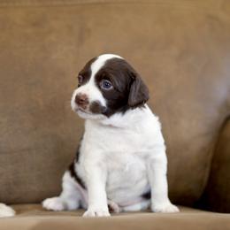 Tosi - Liver and white female Brittany puppy in Laramie, Wyoming from Aviary Kennels