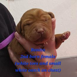 Bonita - Yellow female Labrador Retriever puppy in Sidney, Nebraska from Nebraska Strong Labradors