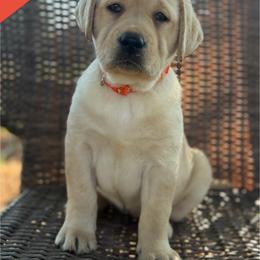 Orange - Yellow female Labrador Retriever puppy in Wilson’s, Virginia from Cedar Hill Farm Labradors