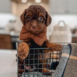 Archie - Chocolate male Goldendoodle puppy in Iola, Texas from Supreme Doodles of Texas