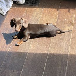 Poppy - Dachshund