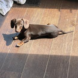 Poppy - Dachshund