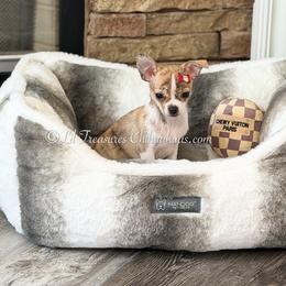 Hey Jude - Black sabled fawn female Chihuahua puppy in Anderson, South Carolina from Lil Treasures Chihuahuas