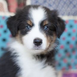 Girl 1 - Black Australian Shepherd puppy in Tennessee from Sidney Vale Aussies