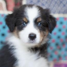 Girl 1 - Black Australian Shepherd puppy in Tennessee from Sidney Vale Aussies
