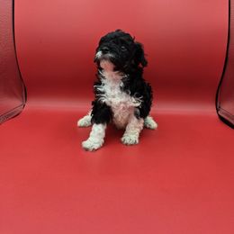 Denim - Parti male Poodle puppy in Covington, Virginia from A  Gift from above kennel,  LLC