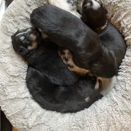 Miniature Australian Shepherd Puppies from Southern Maine Aussies