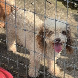 Bonnie - Poodle