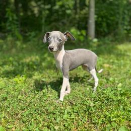 Bagel - Blue male Italian Greyhound puppy in Wilkes Barre, Pennsylvania from Laraz Pupz