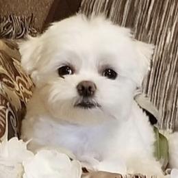 Maltipoos and Yorkshire Terriers from California Dreamin Puppies