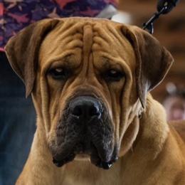 Boerboels from Indian Ridge Boerboels
