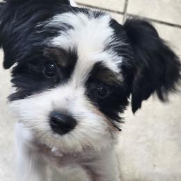 Preston - Parti male Yorkshire Terrier puppy in Tucson, Arizona from Treasures of Neptune Cove